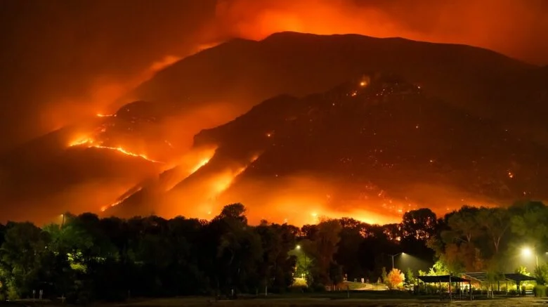 Forest Fire